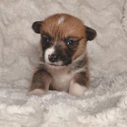 Pumpkin - Red male Pembroke Welsh Corgi puppy in Northwood, Iowa from Sorrel Sands Corgis