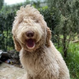 Goldendoodles from Duval Doodles