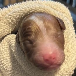 Cavapoos, Goldendoodles, Maltipoos, and Poodles from The Golden Rule Doodles