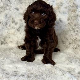 Chip - Chocolate male Australian Labradoodle puppy in Anderson, California from Shaggy Doodles