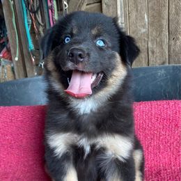 Beauty - Black tri-color female Australian Shepherd puppy in Whitwell, Tennessee from Owl Hollow Farm