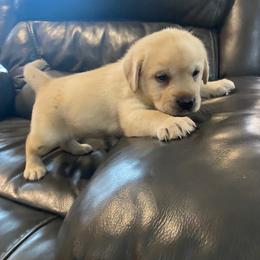 Yellow girl - Yellow female Labrador Retriever puppy in Maynardville, Tennessee from Three Bears Labradors