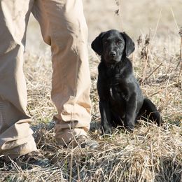 Labrador Retriever Puppies from 1611 Kennels