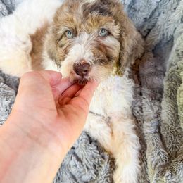 Newfoundland puppies from KelleyDoodles