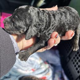 AKC Black Beauty - Black female Poodle puppy in Athens, Tennessee from Paws & Kisses