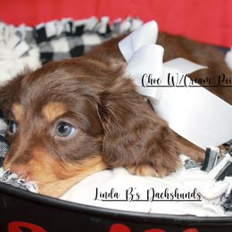 Dachshund Puppies from Linda B’s Dachshunds