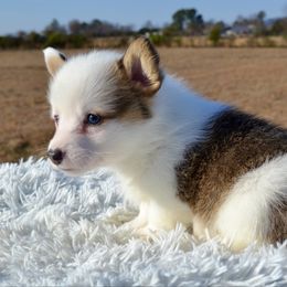 Alpine - Pembroke Welsh Corgi puppy from Half-Pint Corgis