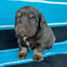 Glam - Chocolate and tan female Dachshund puppy in Hawley, Texas from Foxy’s Dachshunds & Toy Aussies