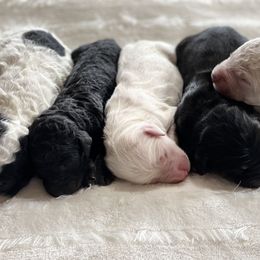 Goldendoodle Puppies from Rolling Acres Doodles and Poodles