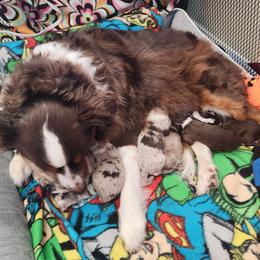 Miniature Australian Shepherd puppies from Garay Mini Aussies