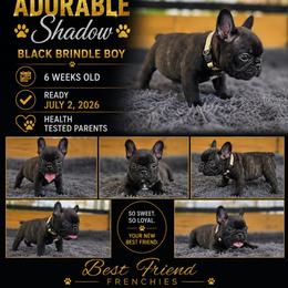 White boy - Brindle male French Bulldog puppy in Polk City, Florida from Best Friend Frenchies, LLC
