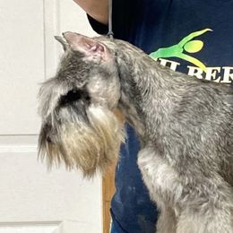 Keeper - Miniature Schnauzer