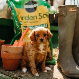 Cavapoo Puppies from Foggy Timber Kennels