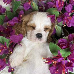Glimmer - Blenheim female Cavalier King Charles Spaniel puppy in Conway, Missouri from Jordan  Harrison