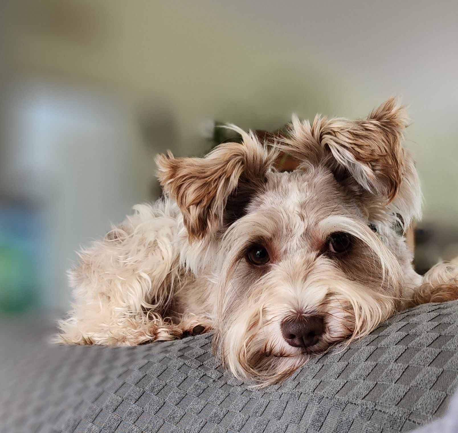 Squirrel, Roobs, Ruby two shoes