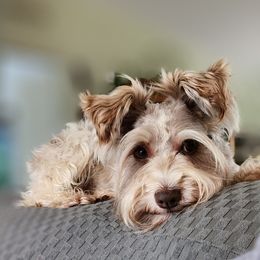 Squirrel, Roobs, Ruby two shoes - Miniature Schnauzer