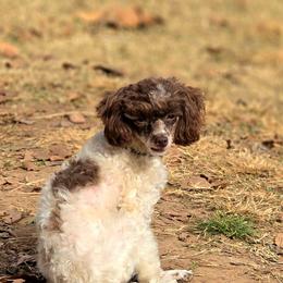 Cozy - Poodle