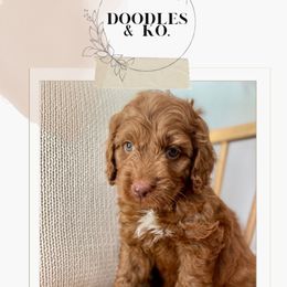 Australian Labradoodle and Labradoodle Puppies from Doodles_Ko