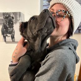 Mushroom - Gray female Cane Corso puppy in Fort Scott, Kansas from Black Magic Cane Corso