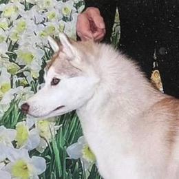 Ember - Red and white female Siberian Husky puppy in Oakville, Washington from Canace Siberians