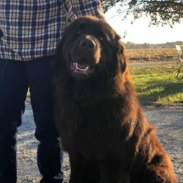 Koda - Newfoundland