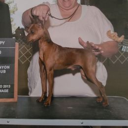 Fatty - Miniature Pinscher