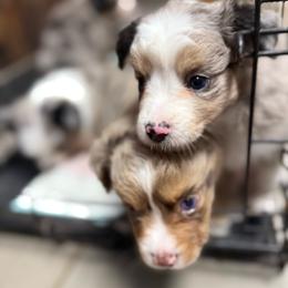 Tybee - Blue merle male Miniature Australian Shepherd puppy in Clarkesville, Georgia from North Georgia Gems