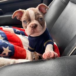 Boston Terrier Puppies from Lola’s House of Bostons & Rescue