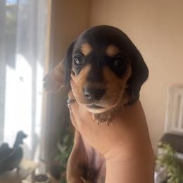 Betty Brant - Black and tan female Dachshund puppy in Yuba City, California from The Navarro Furbabies