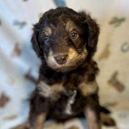 Ryder - Red tri-color male Aussiedoodle puppy in Liberty, Texas from Poodles and Doodles Most Excellent Adventures