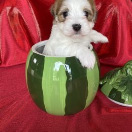 THUNDER - Red male Havanese puppy in Fielding, Utah from LUCKY HAVANESE