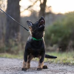 German Shepherd Puppies from Zwinger Vom Rabenauge