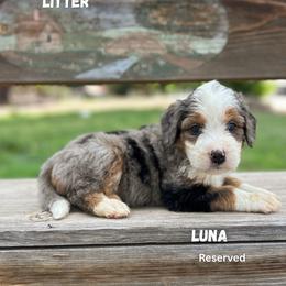 Luna - Blue merle female Bernedoodle puppy in Thatcher, New Mexico from Brush Fire Doodles