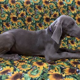 Girl 4 - Weimaraner puppy in Lone Camp, Texas from Bullard’s Weimaraners