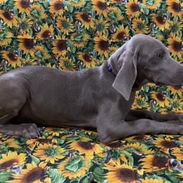 Girl 4 - Weimaraner puppy in Lone Camp, Texas from Bullard’s Weimaraners