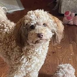 Cavapoos from Cavapoo Pups