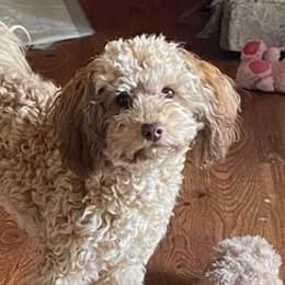 Cavapoos from Cavapoo Pups