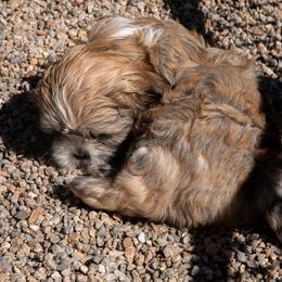 Lhasa Apso Puppies from Floofie Butts