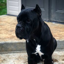 Judge - Cane Corso