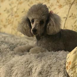 Gigi - Silver female Poodle puppy in Saint Cloud, Florida from Rising Star Kennels
