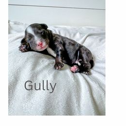 Bernedoodle Puppies from Valley Farm Doodles