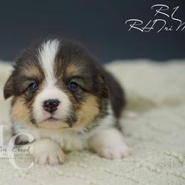 Rowdy 1 - Black and tan male Pembroke Welsh Corgi puppy in Straughn, Alabama from Magnolia Creek Corgis