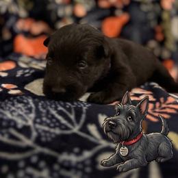 Bella - Black female Scottish Terrier puppy in Stanford, Kentucky from Bluegrass Scottish Terriers