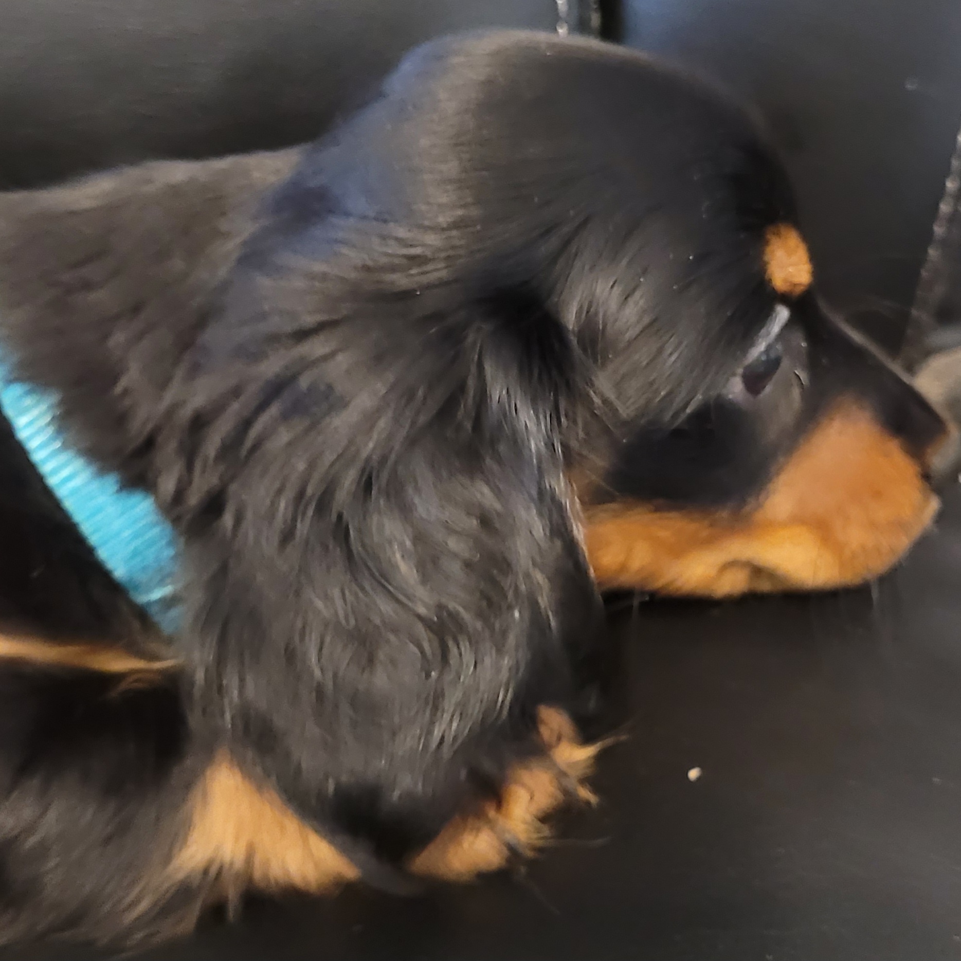 Dachshund Puppies from Ballad of Dachshunds