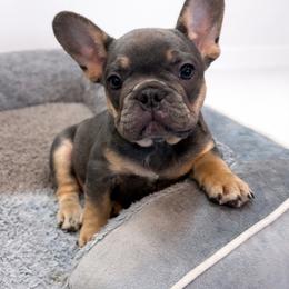Poppa - Tricolors male French Bulldog puppy in Cleveland, Ohio from Ohio’s Finest Frenchies