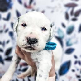 Aphrodite - White and black female Dalmatian puppy in Gray, Georgia from Fuller Spots