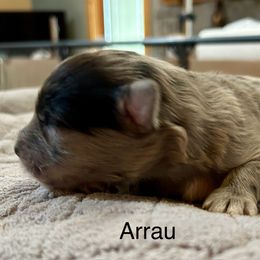 Arrau de La Rive - Blue merle male Pyrenean Shepherd puppy in Ripley, Ohio from La Rive Pyr Sheps LLC