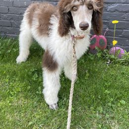 Roxy - Parti Poodle puppy in Sheboygan, Wisconsin from Juicy Standards