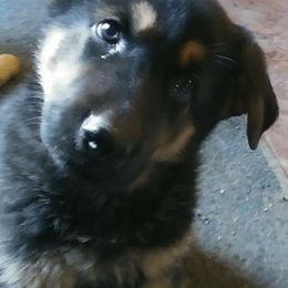 German Shepherds from Von Hoffen Shepherds