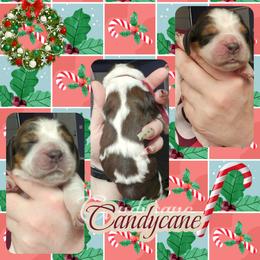 Candycane - Liver white and tan female English Springer Spaniel puppy in Westover, Maryland from Sterling's springer Haven